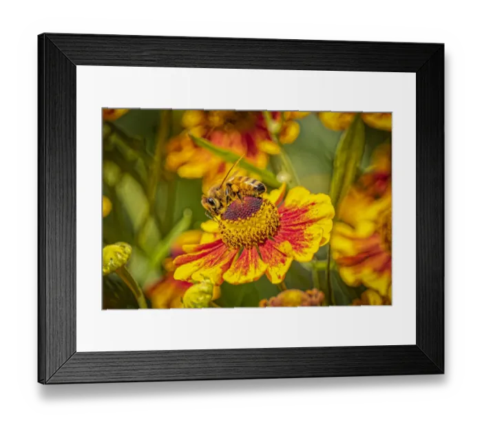 Framed Print : USA, Colorado, Fort Collins. Honey bee on coreopsis flower Framed Print : USA, Colorado, Fort Collins. Honey bee on coreopsis flower