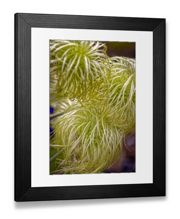 Framed Print : USA, Colorado, Fort Collins. Clematis plant close-up Framed Print : USA, Colorado, Fort Collins. Clematis plant close-up