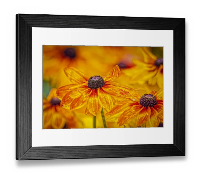 Framed Print : USA, Colorado, Fort Collins. Coreopsis flowers close-up Framed Print : USA, Colorado, Fort Collins. Coreopsis flowers close-up