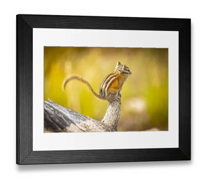 Framed Print : USA, Colorado. Least chipmunk on log Framed Print : USA, Colorado. Least chipmunk on log