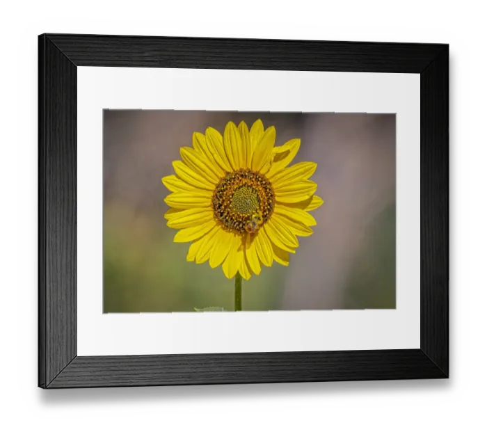Framed Print : USA, Colorado, Fort Collins. Orange-belted bumble bee on sunflower