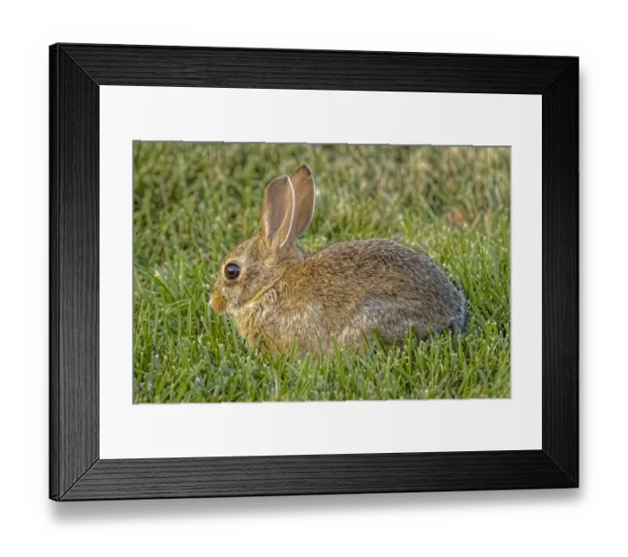 Framed Print : USA, Colorado, Fort Collins. Eastern cottontail rabbit close-up Framed Print : USA, Colorado, Fort Collins. Eastern cottontail rabbit close-up