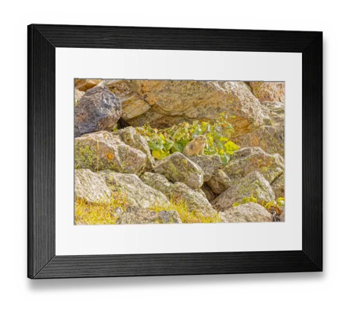 Framed Print : USA, Colorado, Trap Lake. American pika gathering food for winter Framed Print : USA, Colorado, Trap Lake. American pika gathering food for winter
