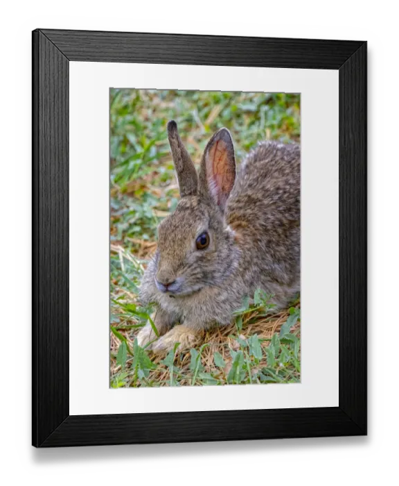 Framed Print : USA, Colorado, Fort Collins. Eastern cottontail rabbit close-up Framed Print : USA, Colorado, Fort Collins. Eastern cottontail rabbit close-up