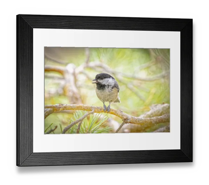 Framed Print : USA, Colorado, Fort Collins. Black-capped chickadee on tree limb Framed Print : USA, Colorado, Fort Collins. Black-capped chickadee on tree limb