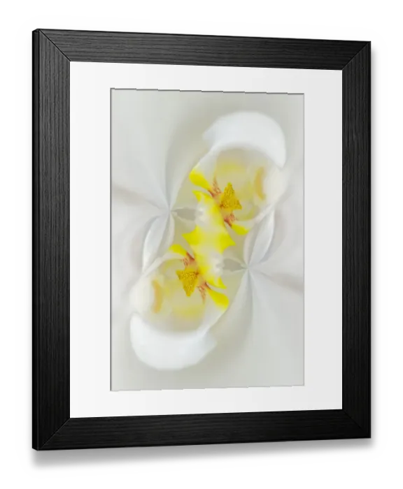 Framed Print : White Orchid flower, Florida Framed Print : White Orchid flower, Florida