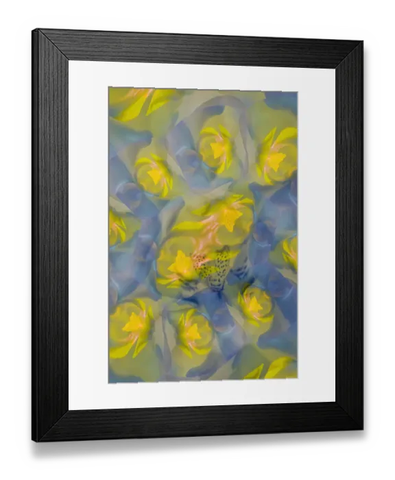 Framed Print : Yellow orchid flower, Florida