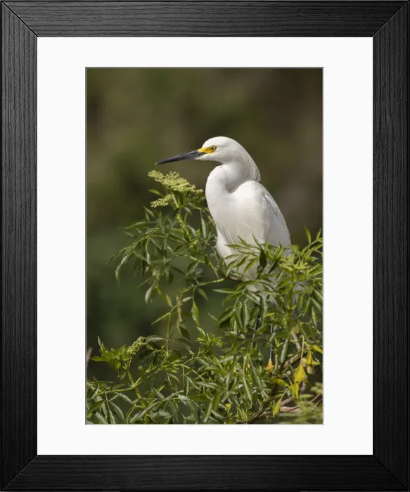Framed Print : Snowy Egret, Florida