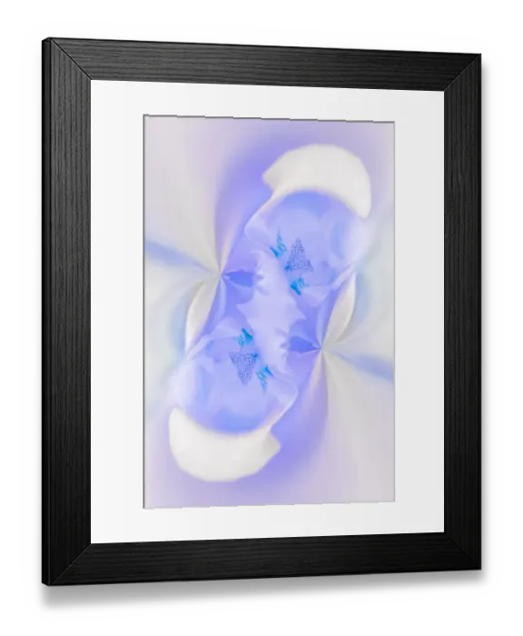 Framed Print : White Orchid flower, Florida