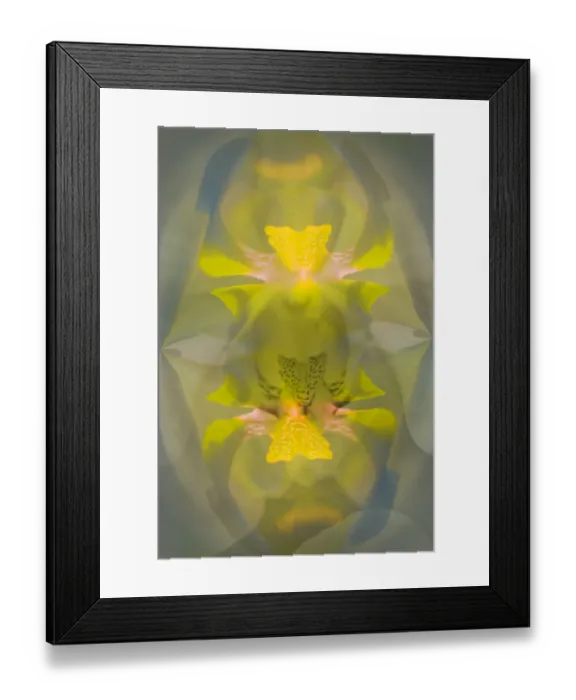 Framed Print : Yellow orchid flower, Florida Framed Print : Yellow orchid flower, Florida