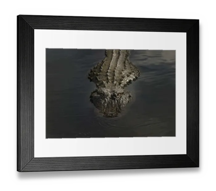 Framed Print : American alligator, Myakka River State Park, Florida Framed Print : American alligator, Myakka River State Park, Florida