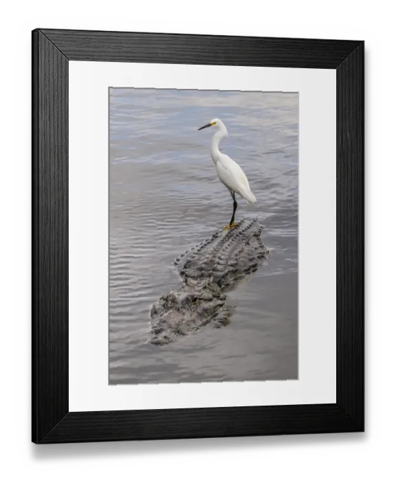 Framed Print : Snowy Egret riding on top of American alligator, Florida