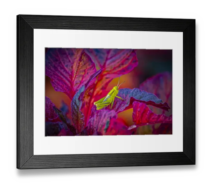 Framed Print : USA, Colorado, Fort Collins. Grasshopper on red leaves Framed Print : USA, Colorado, Fort Collins. Grasshopper on red leaves