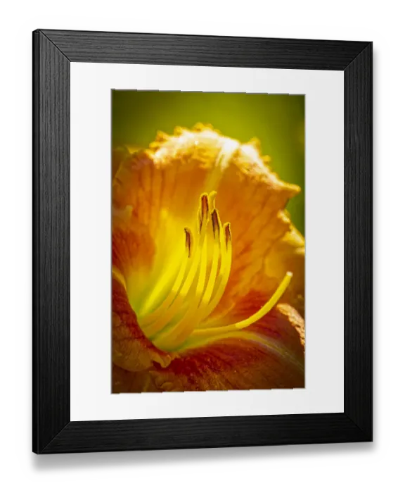 Framed Print : USA, Colorado, Fort Collins. Close-up of yellow lily Framed Print : USA, Colorado, Fort Collins. Close-up of yellow lily