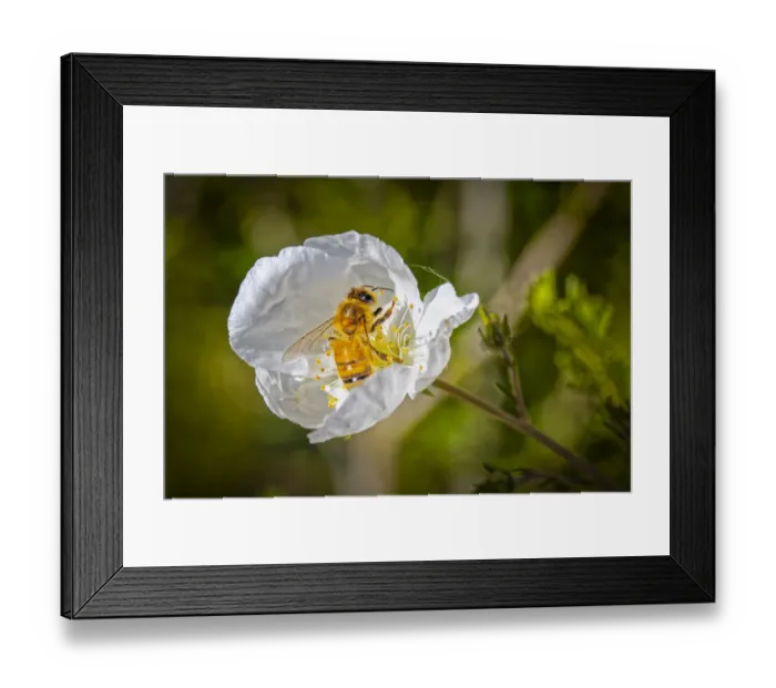 Framed Print : USA, Colorado, Fort Collins. Honey bee in white poppy