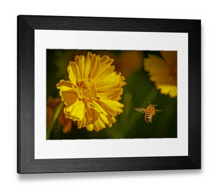 Framed Print : USA, Colorado, Fort Collins. Honey bee flying near yellow flower Framed Print : USA, Colorado, Fort Collins. Honey bee flying near yellow flower