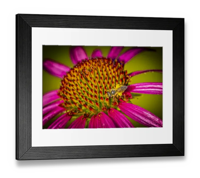 Framed Print : USA, Colorado, Fort Collins. Honey bee on echinacea flower