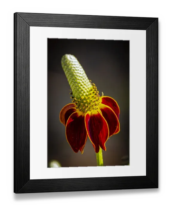 Framed Print : USA, Colorado, Fort Collins. Prairie coneflower close-up