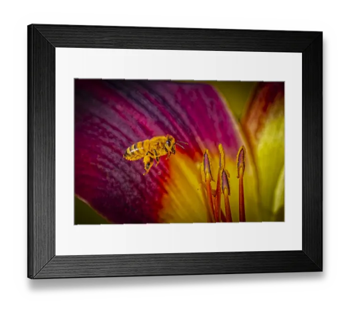Framed Print : USA, Colorado, Fort Collins. Honey bee flying onto lily