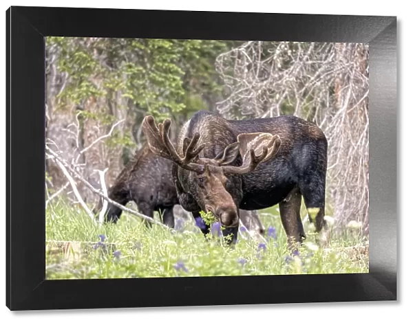 USA, Colorado, Cameron Pass. Shiras moose male and female grazing