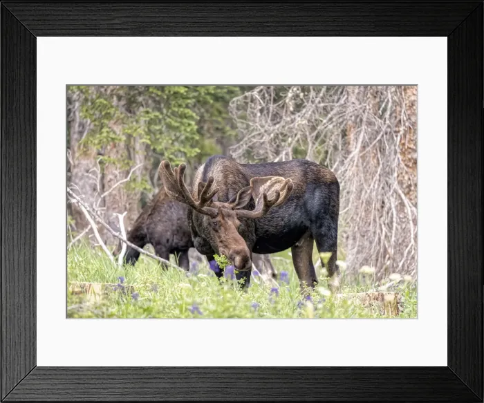 Framed Print : USA, Colorado, Cameron Pass. Shiras moose male and female grazing Framed Print : USA, Colorado, Cameron Pass. Shiras moose male and female grazing