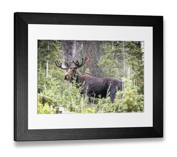 Framed Print : USA, Colorado, Cameron Pass. Shiras male moose grazing in forest Framed Print : USA, Colorado, Cameron Pass. Shiras male moose grazing in forest
