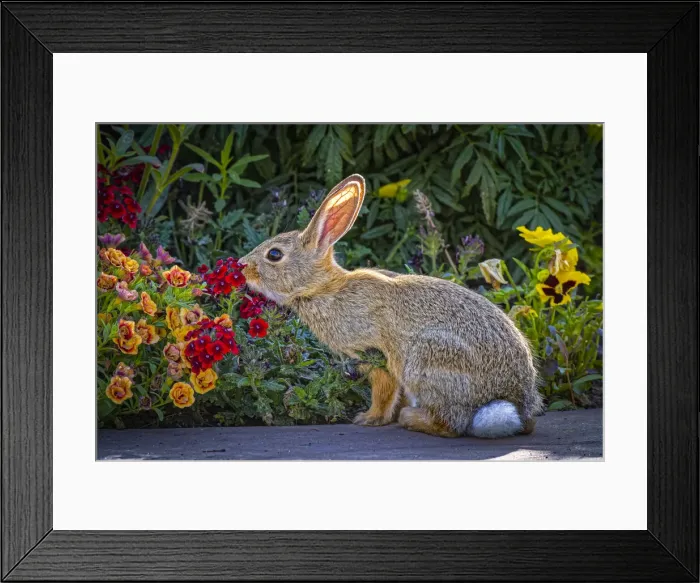 Framed Print : USA, Colorado, Fort Collins. Eastern cottontail rabbit close-up Framed Print : USA, Colorado, Fort Collins. Eastern cottontail rabbit close-up