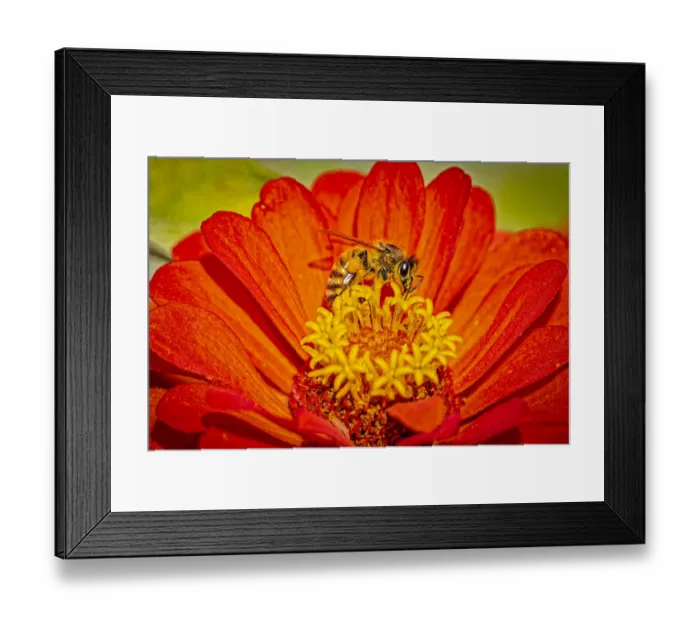 Framed Print : USA, Colorado, Fort Collins. Honey bee on coreopsis flower Framed Print : USA, Colorado, Fort Collins. Honey bee on coreopsis flower