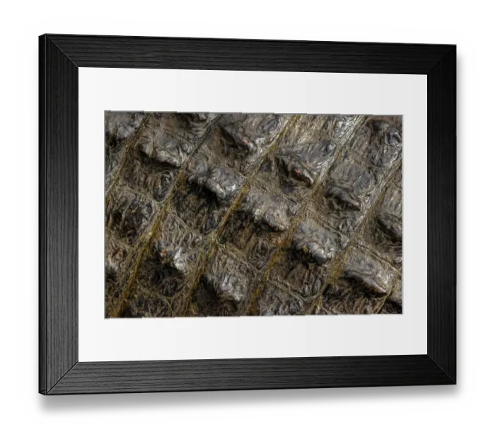Framed Print : American alligator scale pattern close-up, Myakka River State Park, Florida