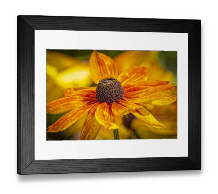 Framed Print : USA, Colorado, Fort Collins. Coreopsis flowers close-up Framed Print : USA, Colorado, Fort Collins. Coreopsis flowers close-up
