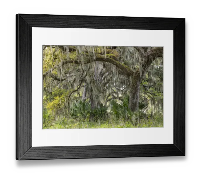 Framed Print : Live oak trees draped in Spanish moss, Polk County, Florida