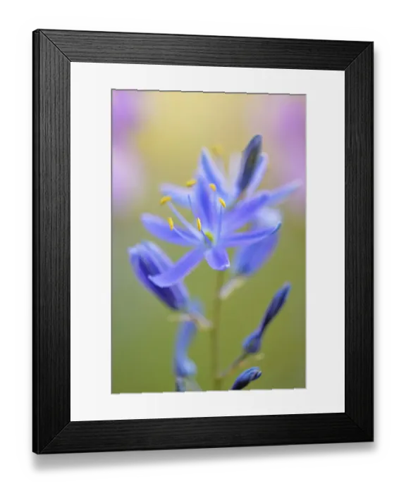 Framed Print : Indian Camas, Tuolumne Meadows, Yosemite National Park, California Framed Print : Indian Camas, Tuolumne Meadows, Yosemite National Park, California