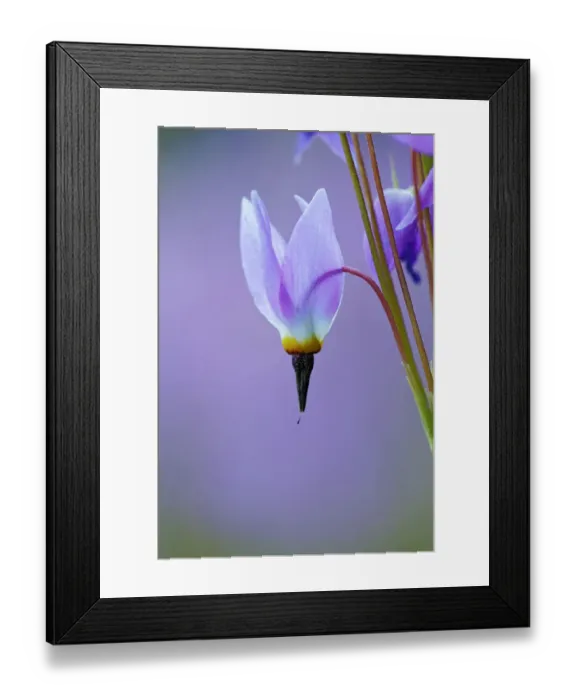 Framed Print : Meadow of Jeffreys Shooting star flowers, Tuolumne Meadows, Yosemite National Park, California Framed Print : Meadow of Jeffreys Shooting star flowers, Tuolumne Meadows, Yosemite National Park, California