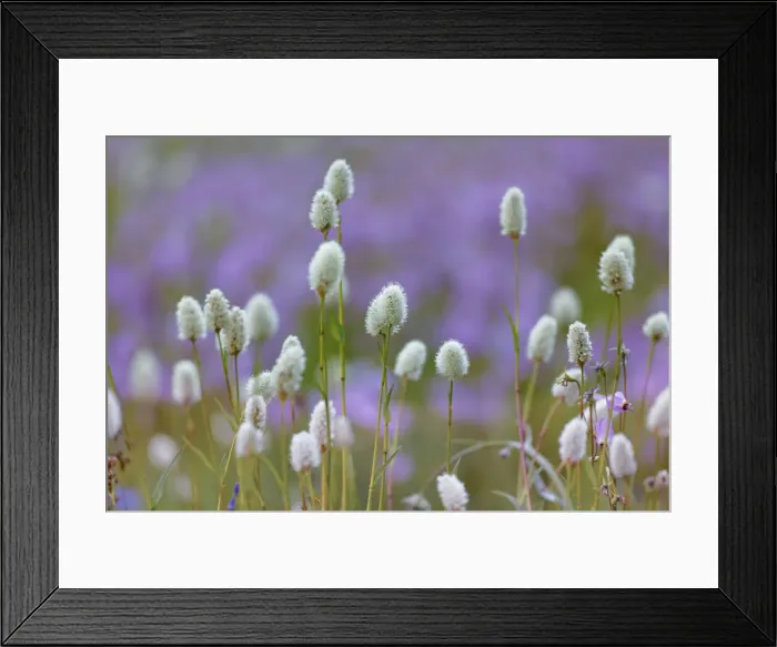Framed Print : Bistort flowers. Tuolumne Meadows, Yosemite National Park, California