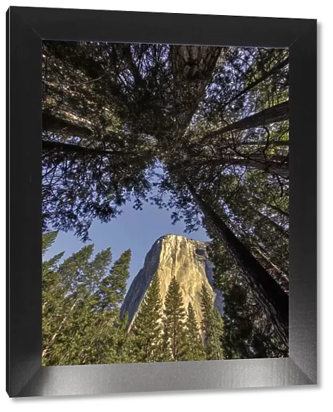 El Capitan through pine trees, Yosemite National Park, California
