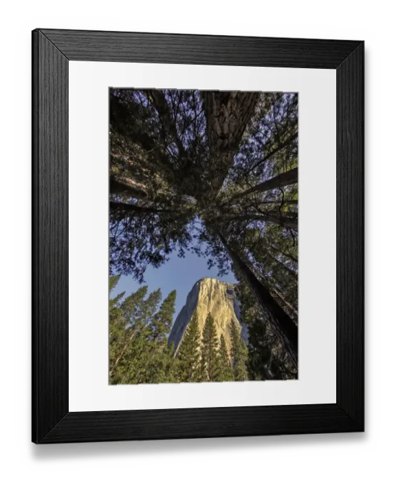 Framed Print : El Capitan through pine trees, Yosemite National Park, California Framed Print : El Capitan through pine trees, Yosemite National Park, California