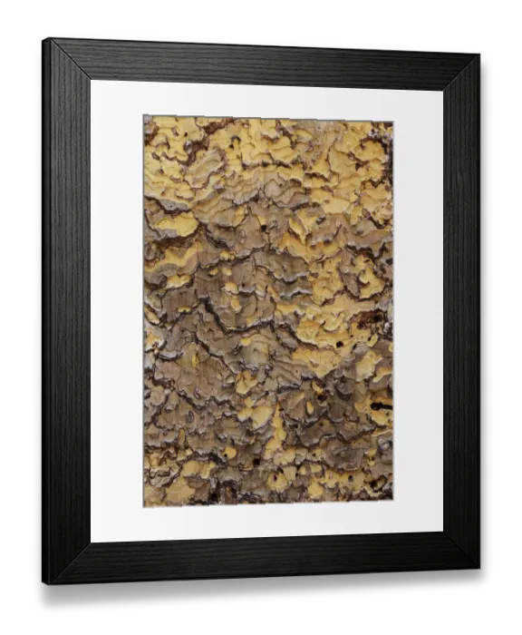 Framed Print : Pine bark pattern Yosemite National Park, California