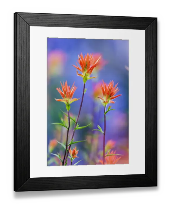 Framed Print : Red paintbrush, Yosemite National Park, California Framed Print : Red paintbrush, Yosemite National Park, California