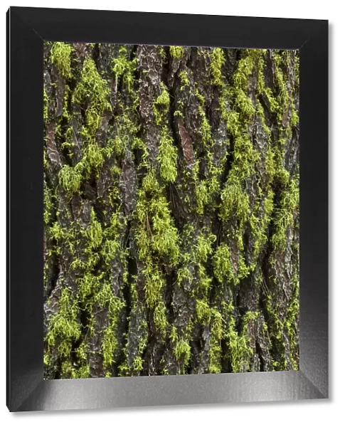Green lichen growing on ancient giant sequoias, Yosemite National Park, California