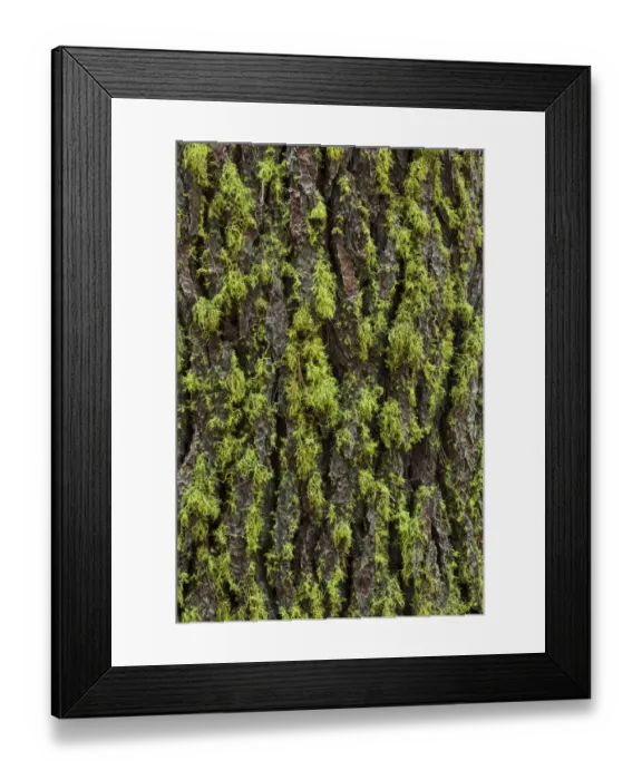 Framed Print : Green lichen growing on ancient giant sequoias, Yosemite National Park, California