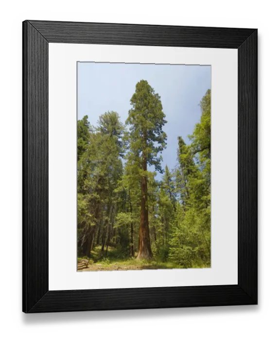 Framed Print : Giant sequoia tree, Yosemite National Park, California
