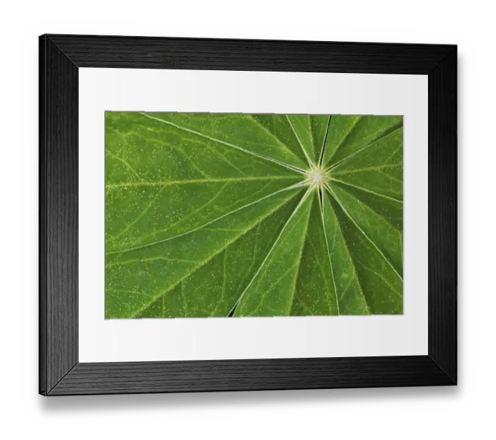 Framed Print : Pattern in lupine leaves, Yosemite National Park, California Framed Print : Pattern in lupine leaves, Yosemite National Park, California