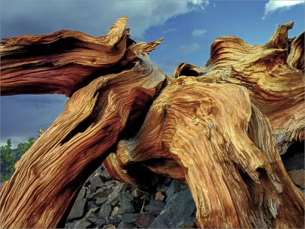 Bristlecone pine roots, White Mountains, Inyo National Forest, California