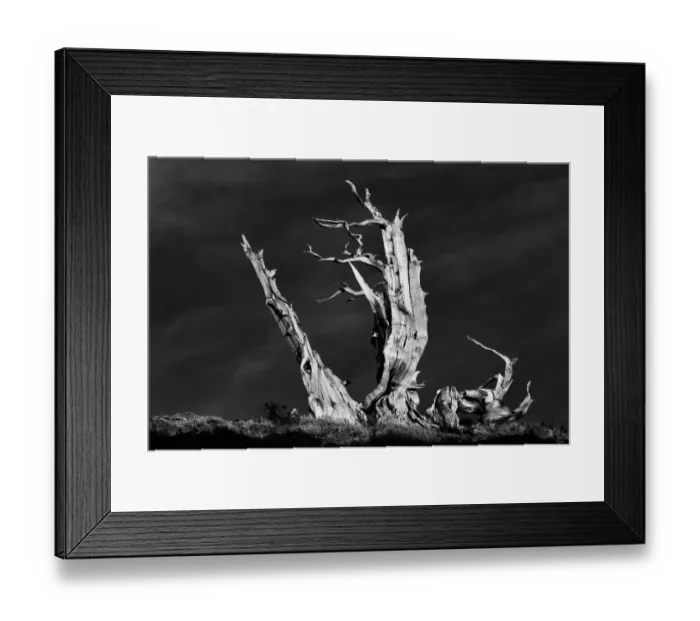 Framed Print : Bristlecone pine at sunset, White Mountains, Inyo National Forest, California Framed Print : Bristlecone pine at sunset, White Mountains, Inyo National Forest, California