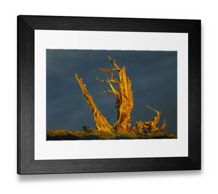 Framed Print : Bristlecone pine at sunset, White Mountains, Inyo National Forest, California
