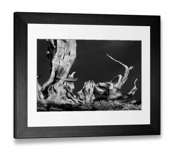 Framed Print : Bristlecone pine at sunset, White Mountains, Inyo National Forest, California Framed Print : Bristlecone pine at sunset, White Mountains, Inyo National Forest, California