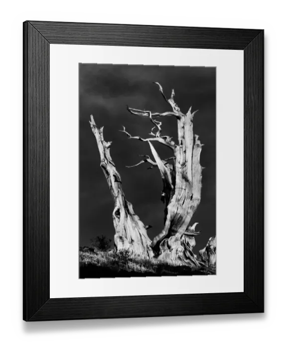 Framed Print : Bristlecone pine at sunset, White Mountains, Inyo National Forest, California Framed Print : Bristlecone pine at sunset, White Mountains, Inyo National Forest, California