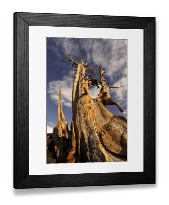 Framed Print : Bristlecone pine at sunset, White Mountains, Inyo National Forest, California Framed Print : Bristlecone pine at sunset, White Mountains, Inyo National Forest, California