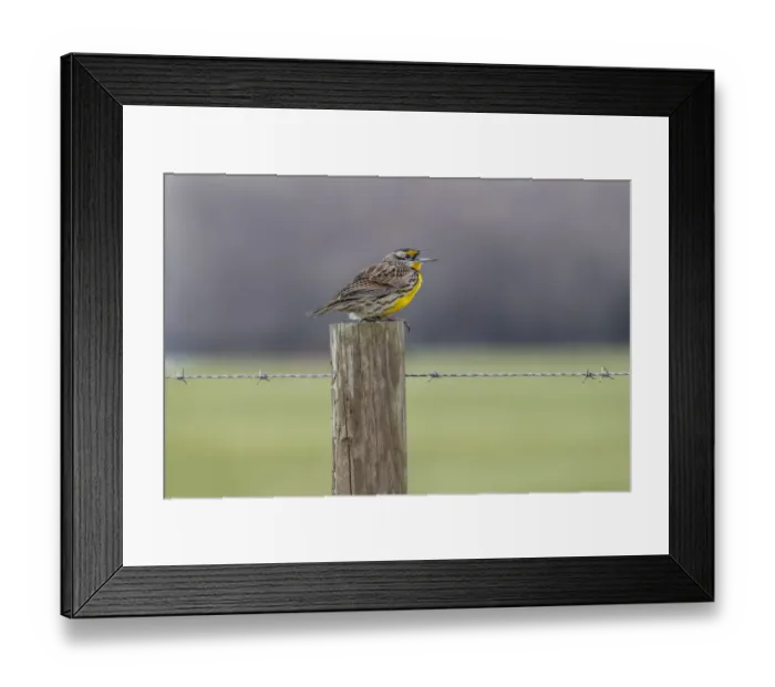 Framed Print : Eastern meadowlark on fence post, Florida Framed Print : Eastern meadowlark on fence post, Florida