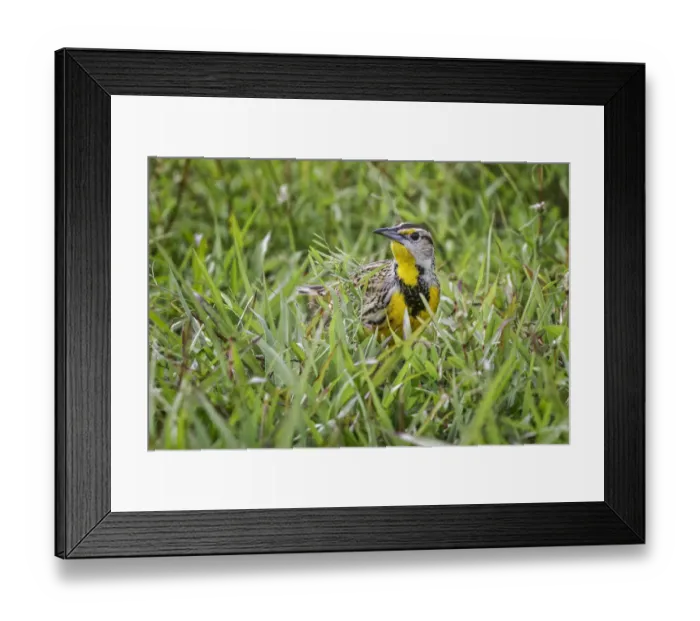 Framed Print : Eastern meadowlark on the ground in grass, Florida